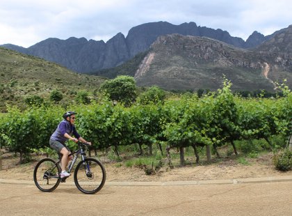 The picturesque Cape Winelands are a perfect setting for a day of cycling and wine-tasting.