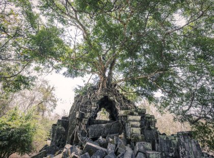Ancient Hindu temples, crumbling from gnarled roots and forest vegetation, show evidence of their 900-year lifespan.