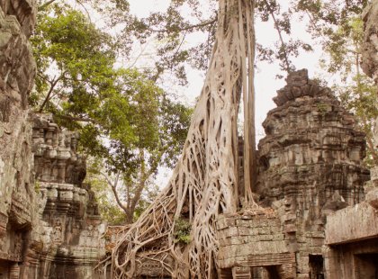 Visit millennium-old temple parapets dripping with vegetation and embraced by strangler figs.