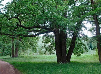 We hike through ancient forests filled with hundreds-of-years-old oak trees with the sound of cuckoo birds in the background.