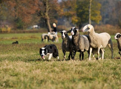 Moving herds with sheepdogs is a practice dating back centuries, and we’ll be part of this farming tradition.