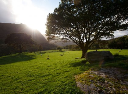 Hike the Wicklow Way through idyllic landscapes where sheep graze on lush pastureland.