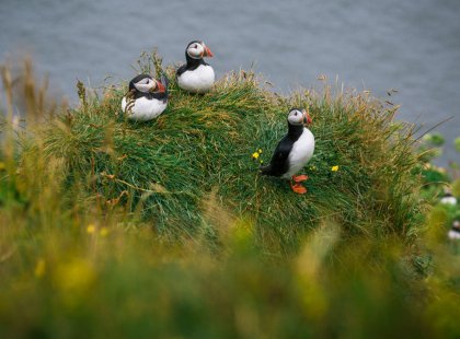 Iceland is home to the largest colony of Atlantic puffins.