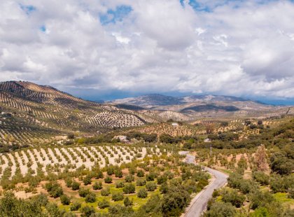 Biking through Andalusia, olive groves are abundant. Spain produces 45% of the world's olive oil.