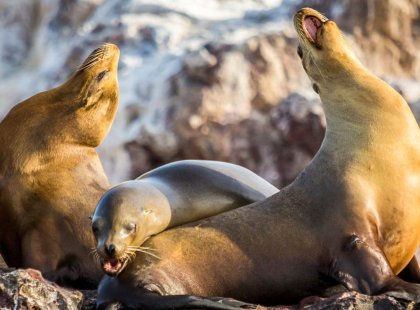 Colonies of sea lions and an abundance of marine life are found at Espíritu Santo Island.