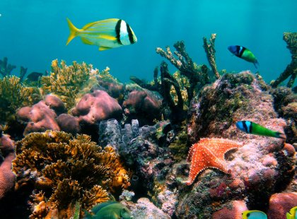 Glover’s is one of the most spectacular marine environments in Belize and offers the best snorkeling and diving in the Caribbean.