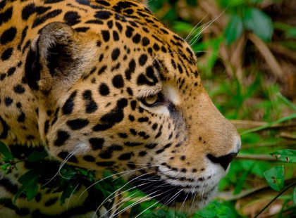 The Cockscomb Basin Wildlife Sanctuary is recognized internationally as the world’s first jaguar preserve.