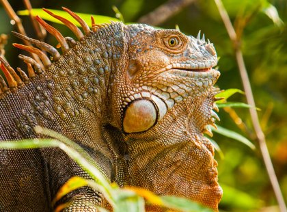 Among Costa Rica's hundreds of reptile species is the prehistoric green iguana, growing up to two meters in length.