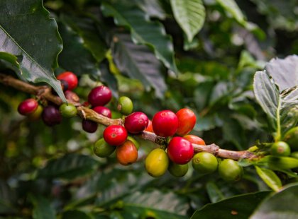 Coffee is both art and science in Costa Rica, whose farmers produce some of the world's finest beans.