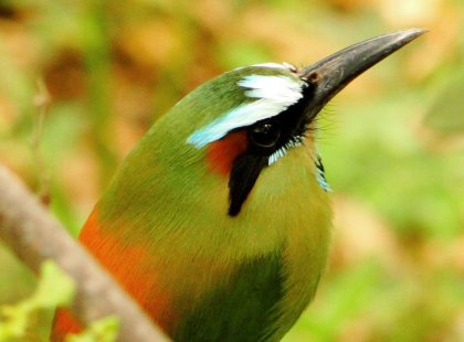 Costa Rica's habitat makes it the perfect all-year destination for tropical birds.