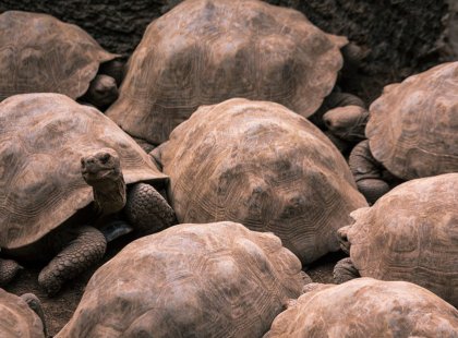 In the Galapagos Islands we  get up close to intriguing and unique wildlife such as the giant tortoise that weighs as much as 500 lbs!