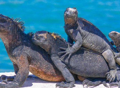 On Las Tintoreras, a set of small islets within Isabela bay, we see many pre-historic marine iguanas, white-tip reef sharks, and possibly penguins too!