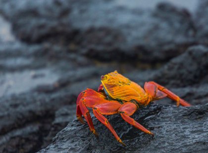 The brightly colored Sally Lightfoot crab—a ubiquitous island native.