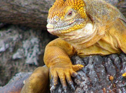 The iguanas in the Galapagso are thought to have had a common ancestor that floated out to the islands from the South American continent.
