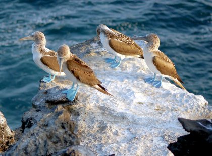 The three booby populations are the most common and most frequently seen of the seabirds.