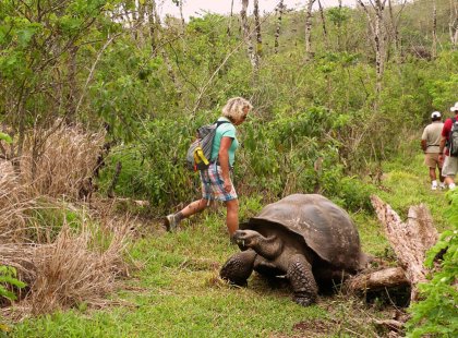 The giant tortoises of the Galapagos are among the most famous of the unique fauna of the Islands.