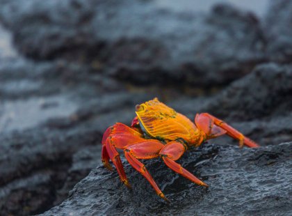 The brightly colored Sally Lightfoot crab—a ubiquitous island native