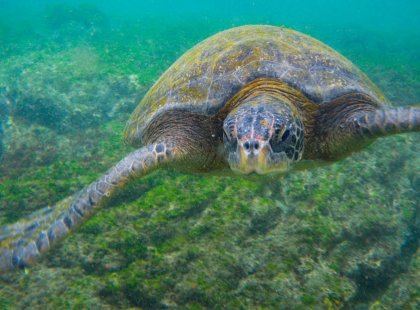 The Galapagos Islands are the main nesting area for green sea turtles in the Pacific Ocean.