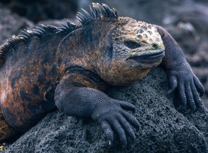 Hiking on a trail with dramatic lava formations and prehistoric marine iguanas, it's easy to see why Darwin was struck by this special place.