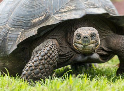 The old Spanish word "galapago" meant saddle, a term early explorers used for tortoises due to the shape of their shells.