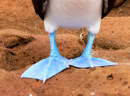 The Galapagos Islands are a mecca for tropical seabirds, including blue-footed, red-footed, and Nazca boobies.