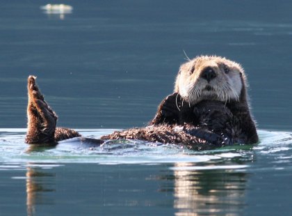 Able to dive to depths of over 300 feet when foraging for a meal, sea otters are one of the marine mammals we’re likely to encounter during our time in the Kenai.