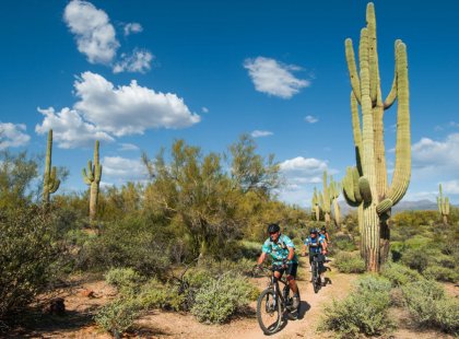 Extraordinary singletrack, beautiful views, towering cacti and 70-degree weather all await on our epic Sonoran Desert mountain biking adventure!