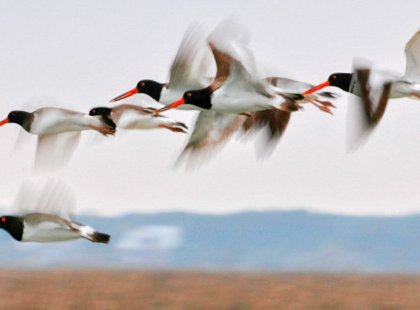 Over 293 species of birds call these coastal forests home, such as these American Oystercatchers.