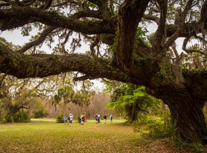 Majestic and ancient Live Oaks make up a part of our Low Country surroundings.