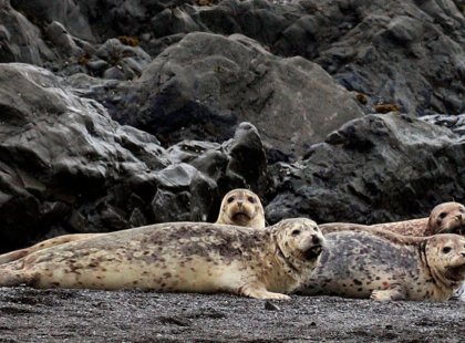 A pod of seals enjoying a rest nest near Punta Gorda