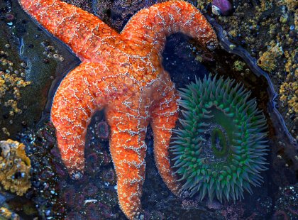 Tide pools abound with marine life such as starfish, sea anemones and urchins.