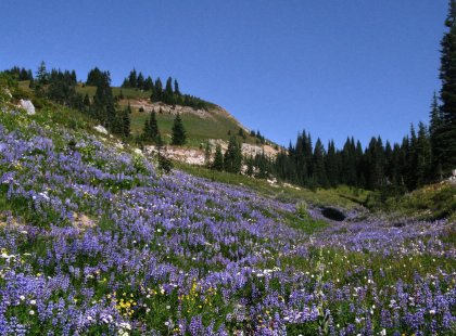 Mount Rainier is known for its abundance of wildflowers; throughout the trip we see gorgeous meadows in full bloom.