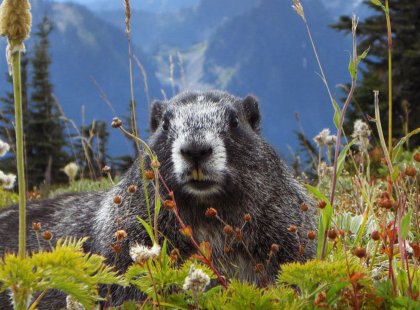 The social marmot is one of the more entertaining woodland creatures we are likely to encounter on our adventure.