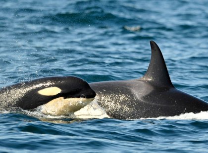 Island waters are home to orca and a variety of other marine mammals.