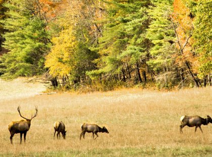 Enjoy the best chances to view wildlife as we hike through Cades Cove.