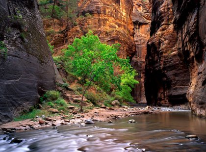 The spectacular world-renowned Narrows of Zion National Park