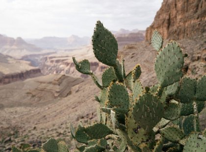 A prickly pear cactus stands against a breathtaking backdrop.