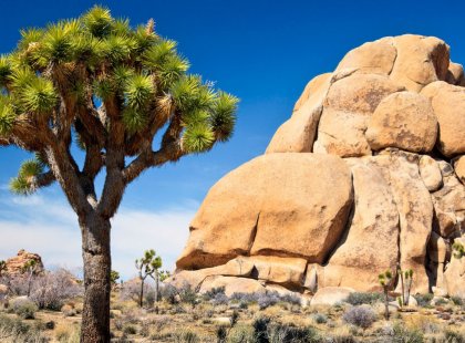 Monstrous boulder piles pepper the landscape in the other-worldly environment of Joshua Tree National Park.