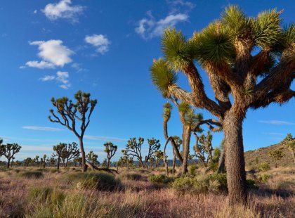 You'll see many specimens of the oddly beautiful Joshua tree throughout this backpacking adventure.