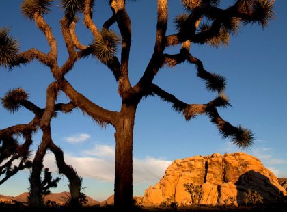 The setting sun transforms Joshua Tree National Park as its beautifully colored light reflects off the granite rocks.