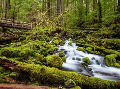 Explore the lush, old-growth forests and raging waters of the Sol Duc Valley.