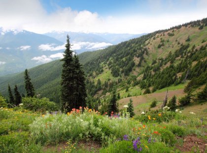 As winter snows recede, the alpine meadows come alive with spectacular displays of wildflowers.