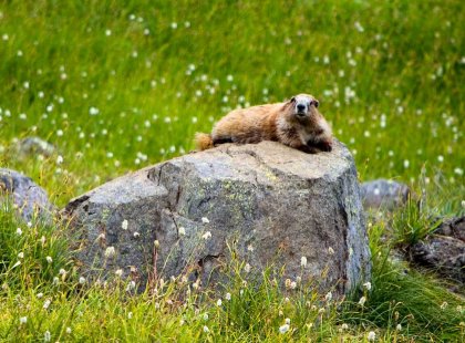 Olympic National Park is home to a diverse range of wildlife including the playful Olympic marmot.