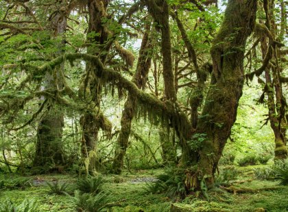 Receiving an astounding 14 feet of rain annually, the Hoh Rain Forest is one of the most impressive examples of a temperate rain forest in the world.