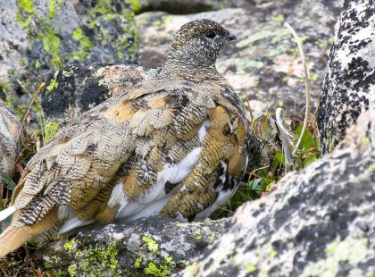 Two Ptarmigan blend in to the terrain.