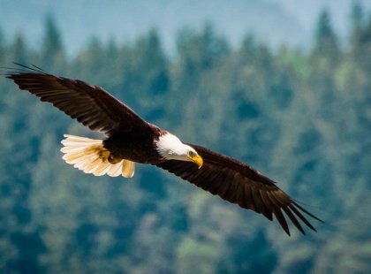 Resident bald eagles can often be seen in their treetop perches or soaring overhead.