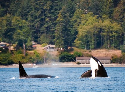 Island waters are home to orca and a variety of other marine mammals.