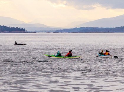 Spotting orca from the seat of your kayak is a truly unforgettable experience.