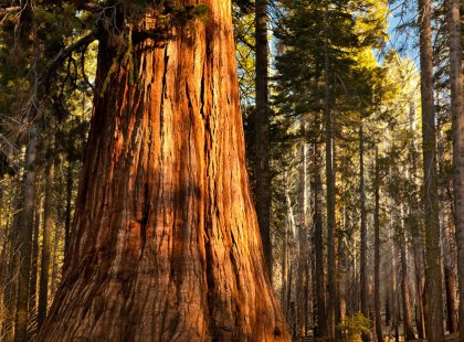 Journey through the Giant Forest of Sequoia National Park and explore beyond.