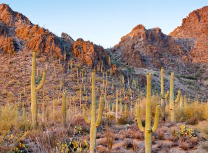 We hike among the iconic giant saguaro cactus (found in only a small portion of the U.S.) in Saguaro National Park.